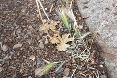 Hordeum murinum leporinum