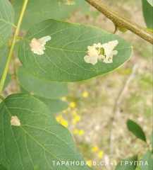 Parectopa robiniella