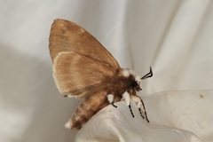 Porela subfasciata