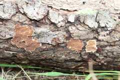 Trichaptum abietinum image