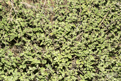 Brickellia veronicifolia
