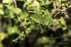 Brickellia veronicifolia