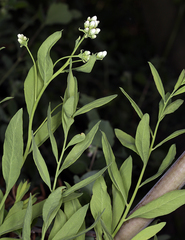 Comandra umbellata californica