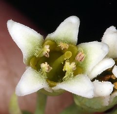 Comandra umbellata californica