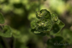 Brickellia veronicifolia