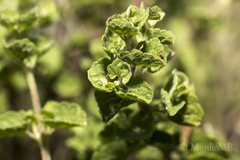 Brickellia veronicifolia