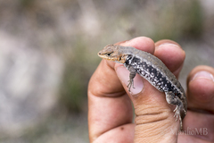 Sceloporus parvus