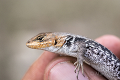 Sceloporus parvus