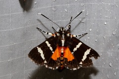 Hecatesia fenestrata