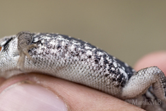 Sceloporus parvus