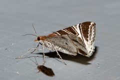 Phrataria replicataria