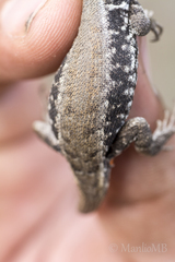 Sceloporus parvus