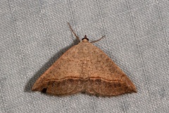 Taxeotis perlinearia