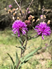 Vernonia greggii