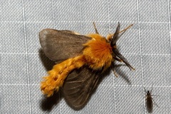 Lomera xanthochrysa