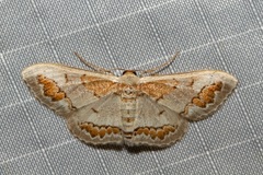 Dithalama cosmospila