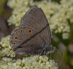 Coenonympha haydenii