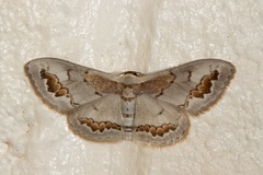 Dithalama cosmospila