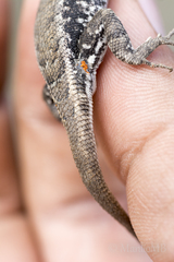 Sceloporus parvus
