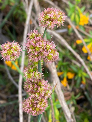 Juncus bolanderi