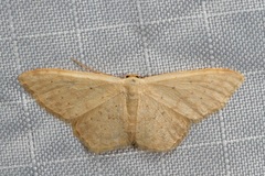 Idaea probleta