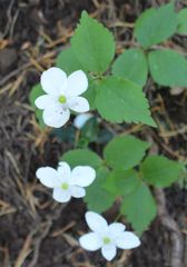 Anemonastrum deltoideum