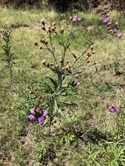 Vernonia greggii