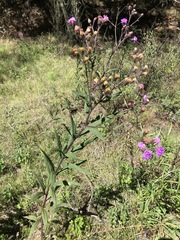 Vernonia greggii
