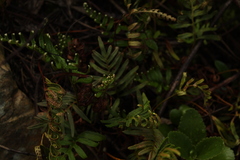 Pleopeltis orientalis