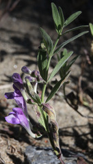 Scutellaria siphocampyloides