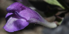 Scutellaria siphocampyloides