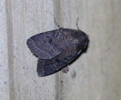 Protorthodes oviduca