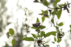 Aristeguietia lamiifolia