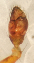 Dipoena nigra