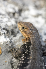 Sceloporus parvus