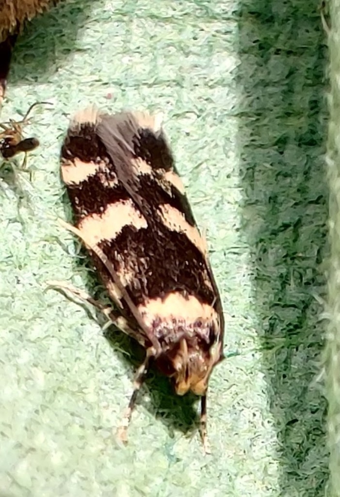 Four-spotted Obscure