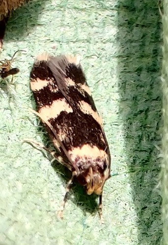 Four-spotted Obscure