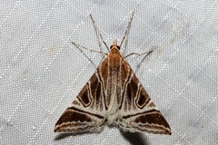 Phrataria replicataria