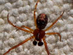 Theridion michelbacheri