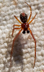 Theridion michelbacheri