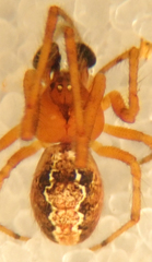 Theridion michelbacheri