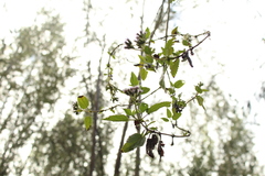 Aristeguietia lamiifolia