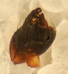 Theridion michelbacheri