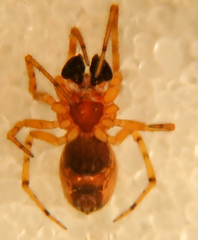 Theridion michelbacheri