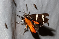 Hecatesia fenestrata