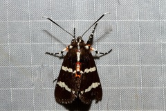 Hecatesia fenestrata