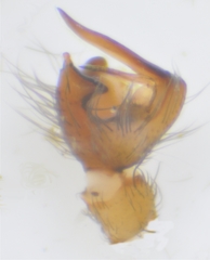 Cybaeopsis wabritaska