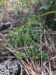 Phlox nivalis texensis