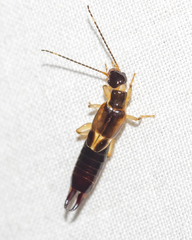 Euborellia cincticollis