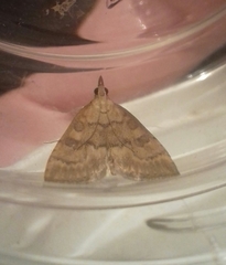 Udea fulvalis